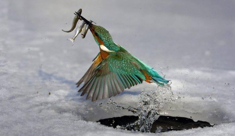 Ice Bird Catches Some Fishes HD Wallpaper Desktop Background