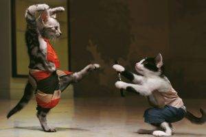 Kung-fu Cats