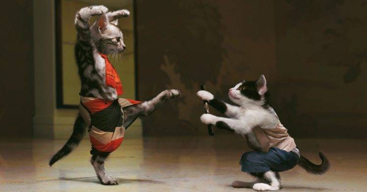 Kung-fu Cats HD Wallpaper Desktop Background