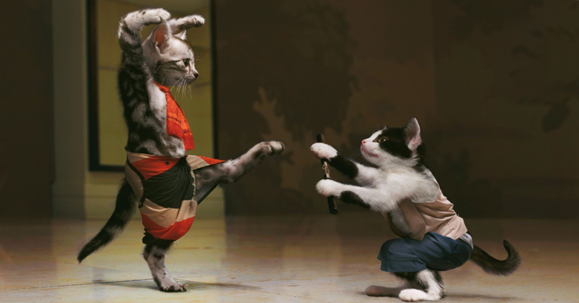 Kung-fu Cats Wallpaper
