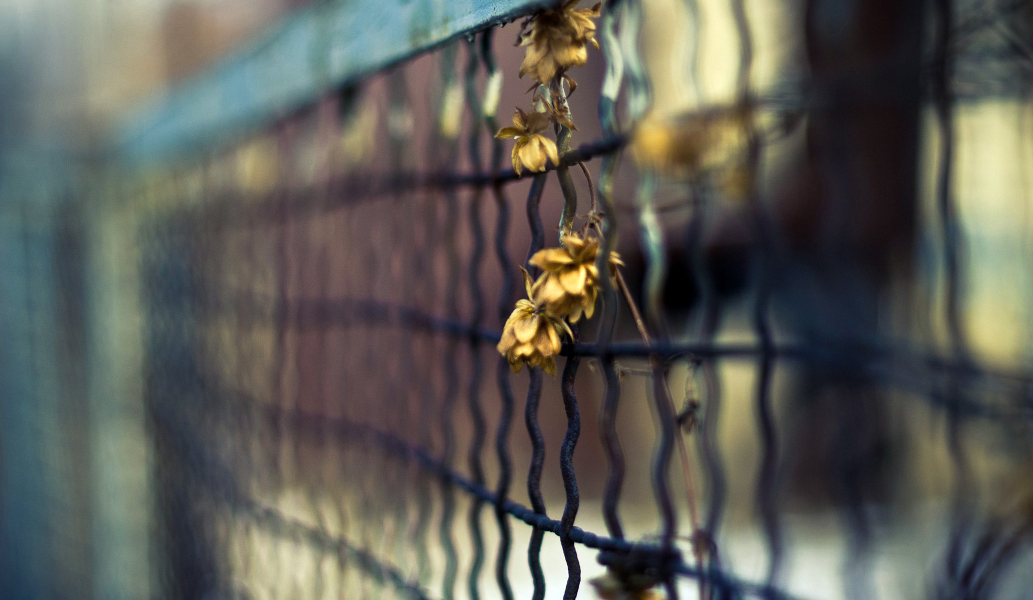 Macro Photoshoot Fence And Leave Wallpaper