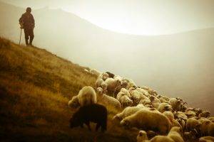 Many Of Sheeps