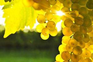 Natural Shining Grapes