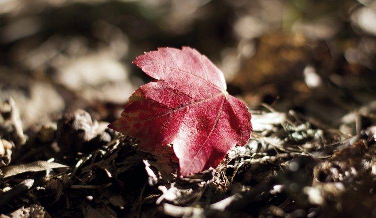 Red Leave On The Ground HD Wallpaper Desktop Background