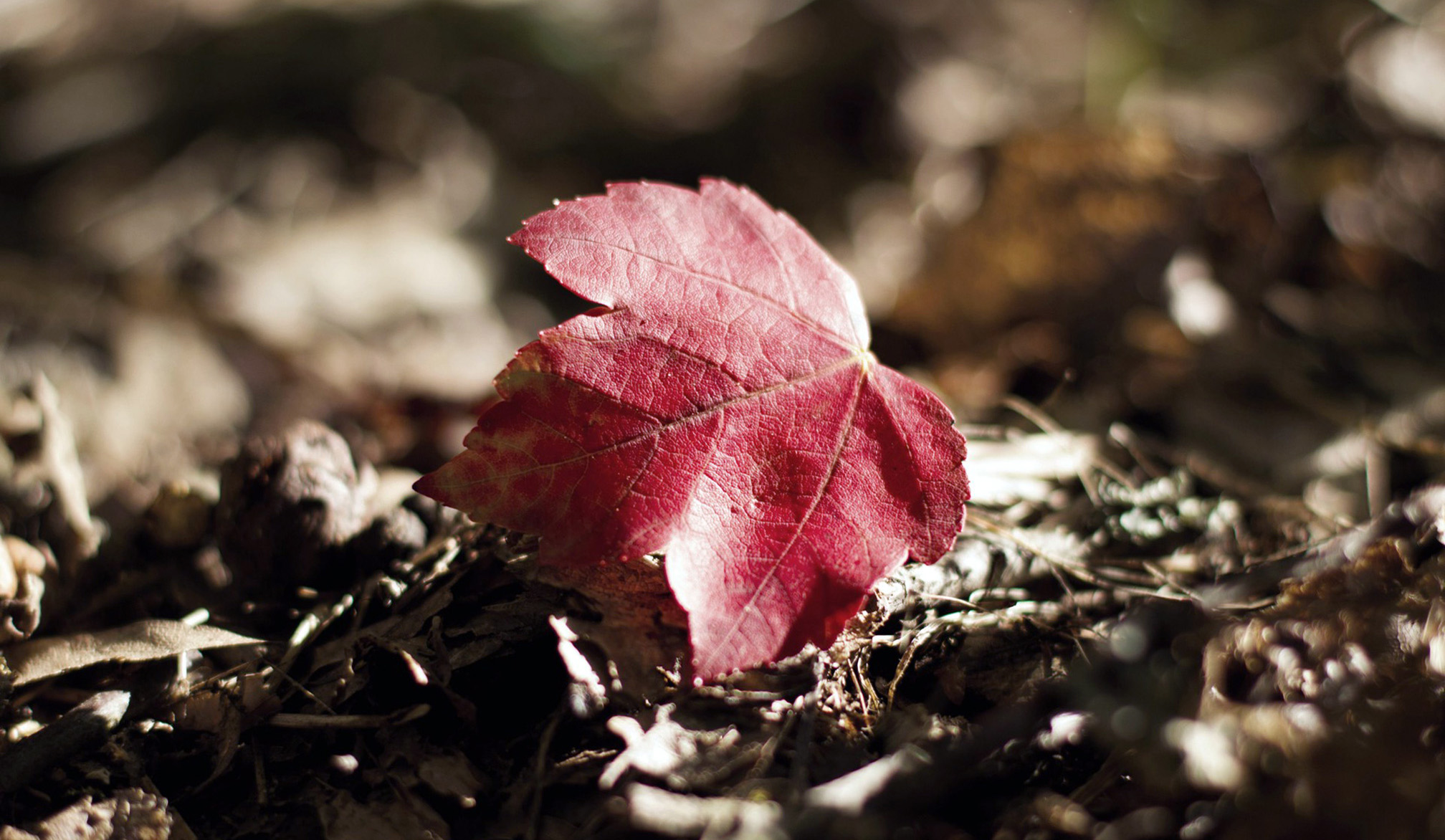 Red Leave On The Ground Wallpaper