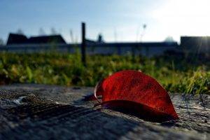 Red Leaves On The Ground