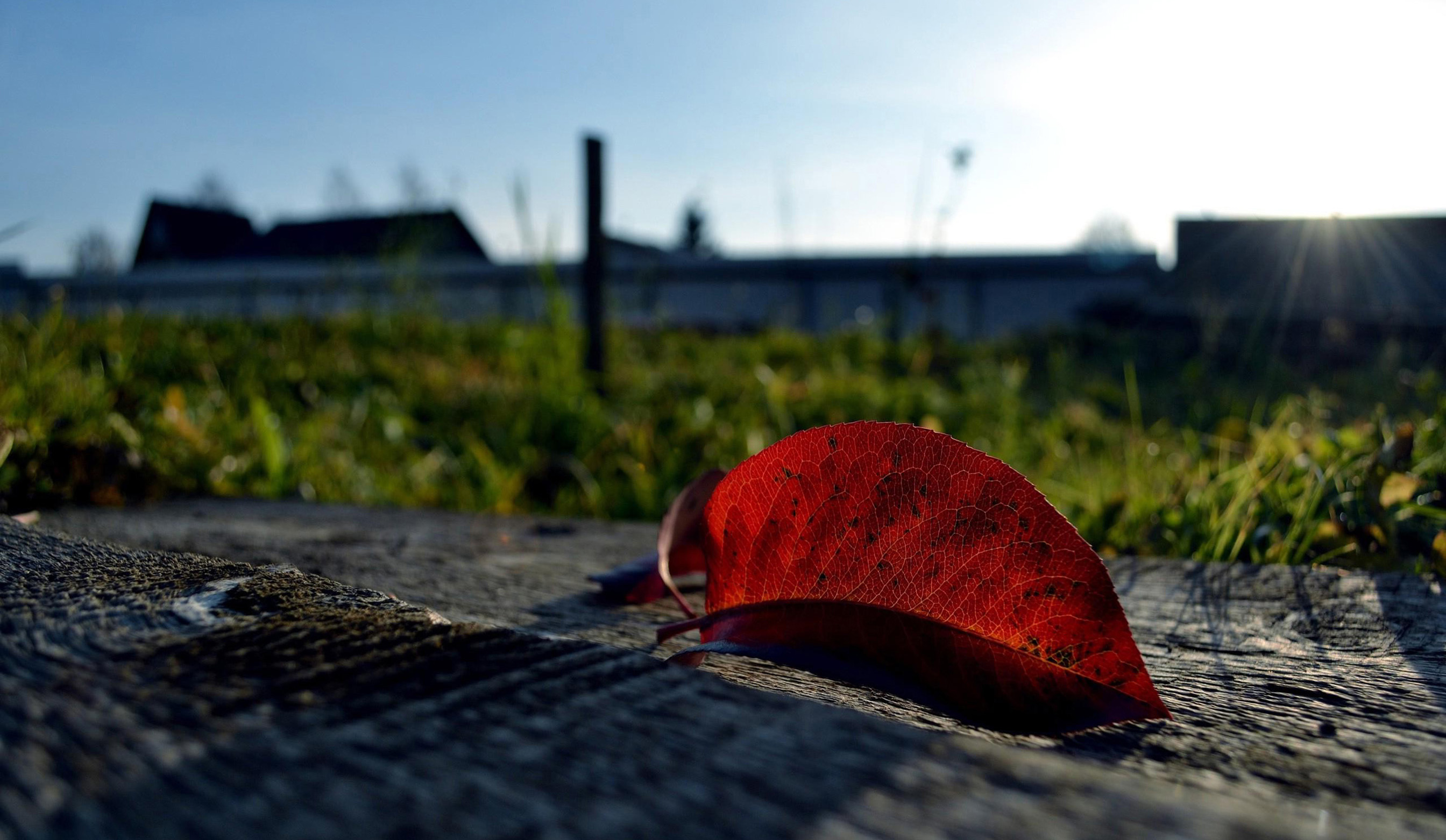 Red Leaves On The Ground Wallpaper