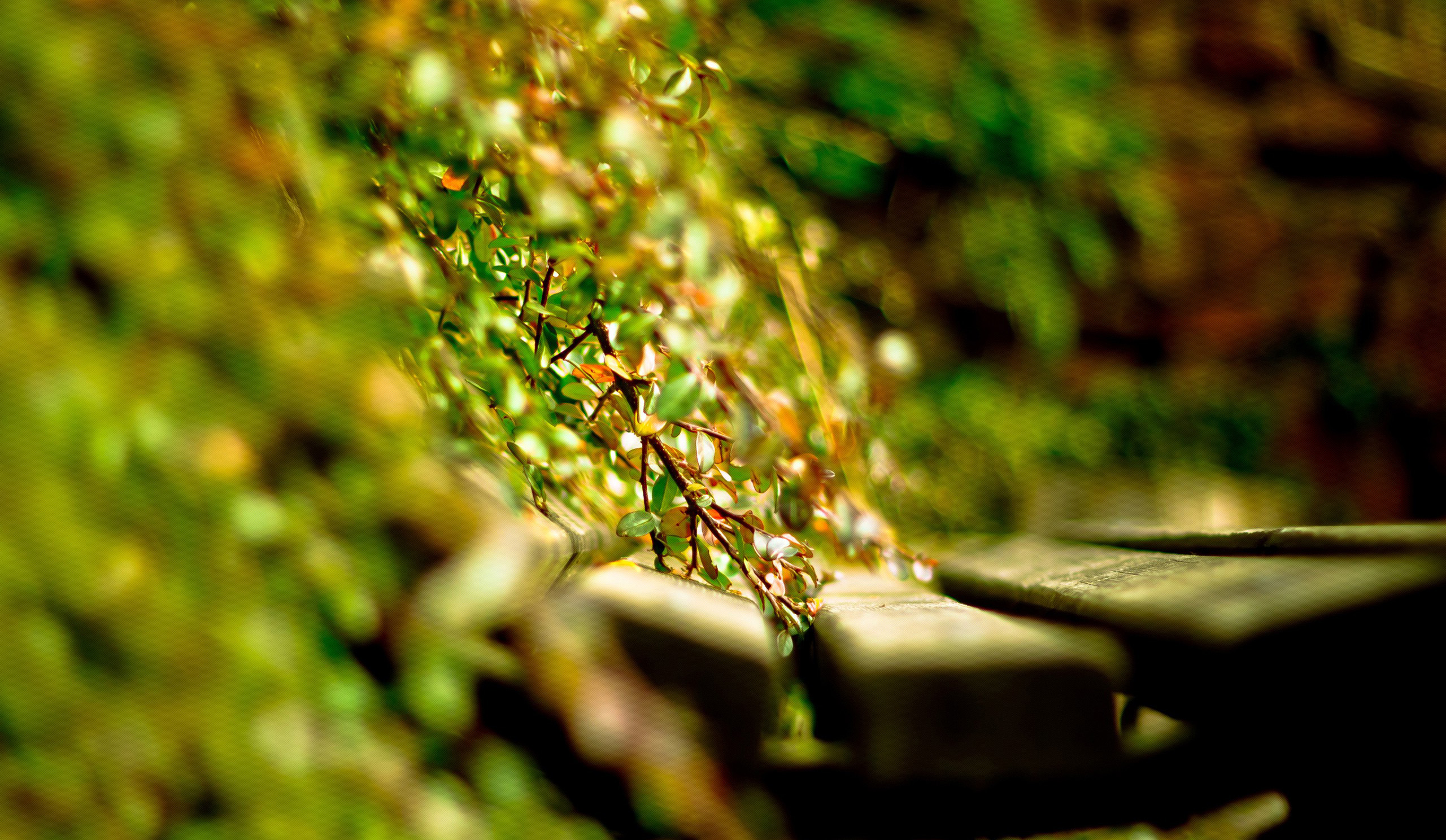 Seat In The Garden Wallpaper
