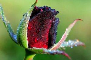 Waterdrops On The Rose