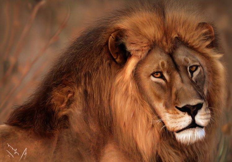 Animals Lions HD Wallpaper Desktop Background