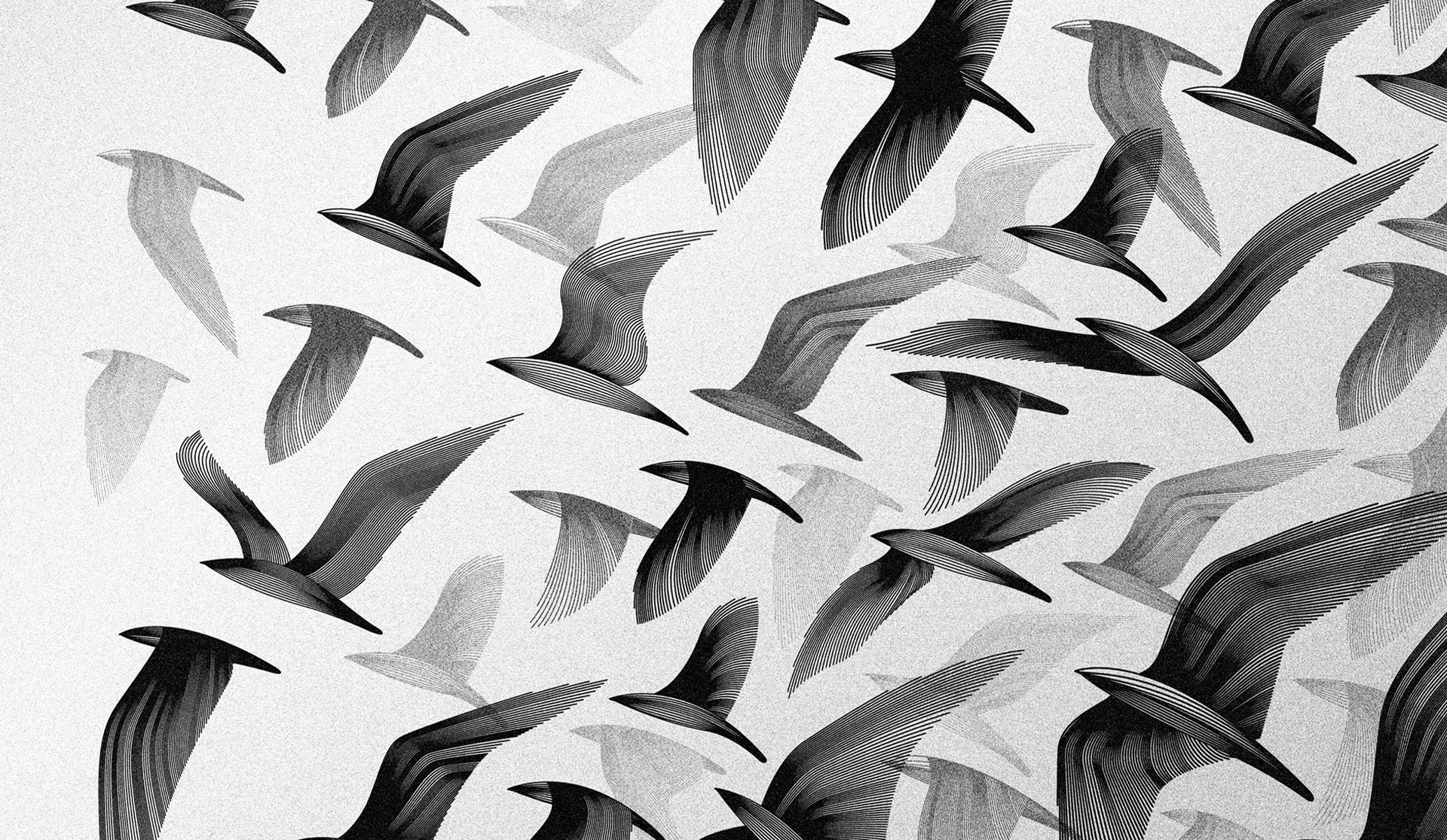 Black And White Birds Digital Art Monochrome Artwork Wallpaper