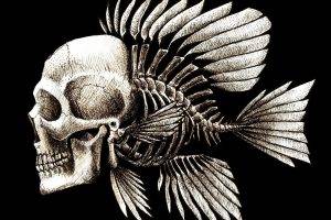 Skulls Humor Fish Artwork Charles Darwin Bones Seaman