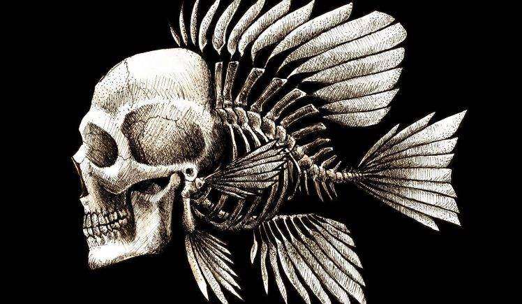 Skulls Humor Fish Artwork Charles Darwin Bones Seaman HD Wallpaper Desktop Background