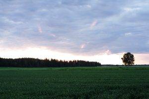 landscape, Field, Finland