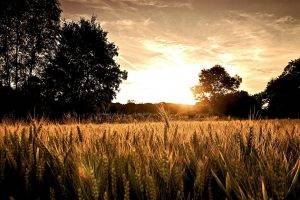 nature, Landscape, Field, Trees, Silhouette, Sunset, Spikelets