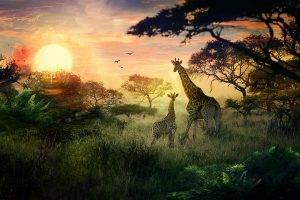 animals, Giraffes, Landscape, Sun, DeviantArt, Nature