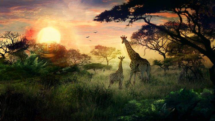 animals, Giraffes, Landscape, Sun, DeviantArt, Nature HD Wallpaper Desktop Background