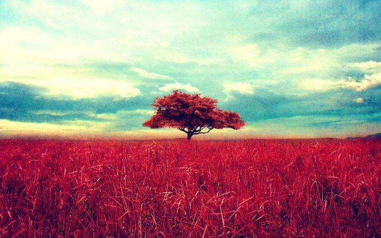 trees, Red, Sky, Horizon, Clouds, Nature, Landscape HD Wallpaper Desktop Background