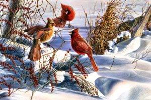 Christmas, Cardinals, Birds, Snow