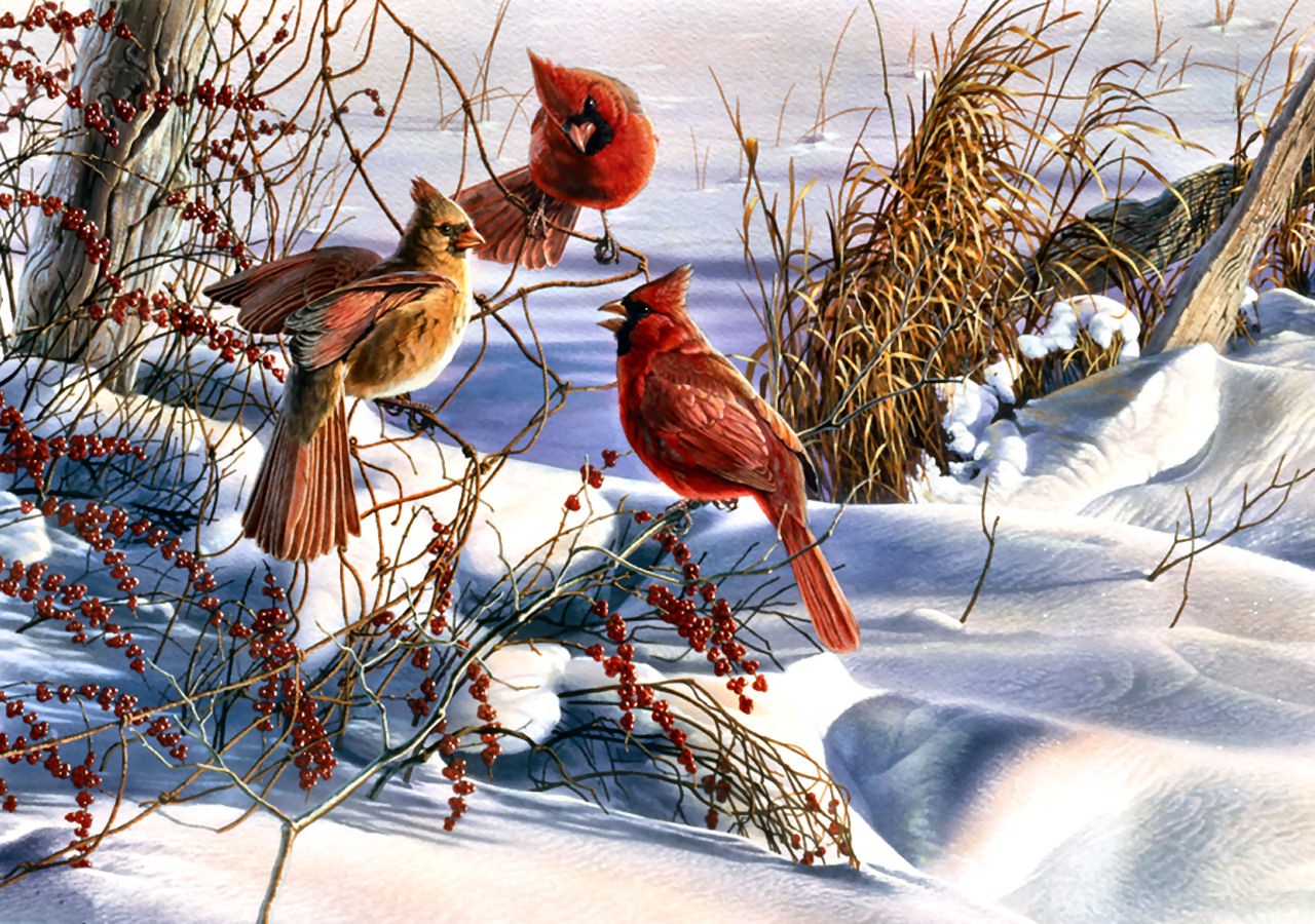 Christmas, Cardinals, Birds, Snow Wallpaper
