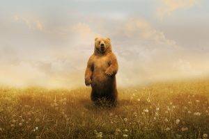 bears, Landscape, Grass, Adobe Photoshop, Animals, Artwork, Grizzly Bears