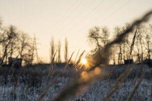 winter, Sunset, Spikelets, Landscape, Snow, Field, Depth Of Field