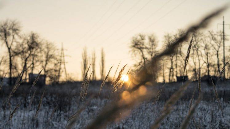 winter, Sunset, Spikelets, Landscape, Snow, Field, Depth Of Field HD Wallpaper Desktop Background