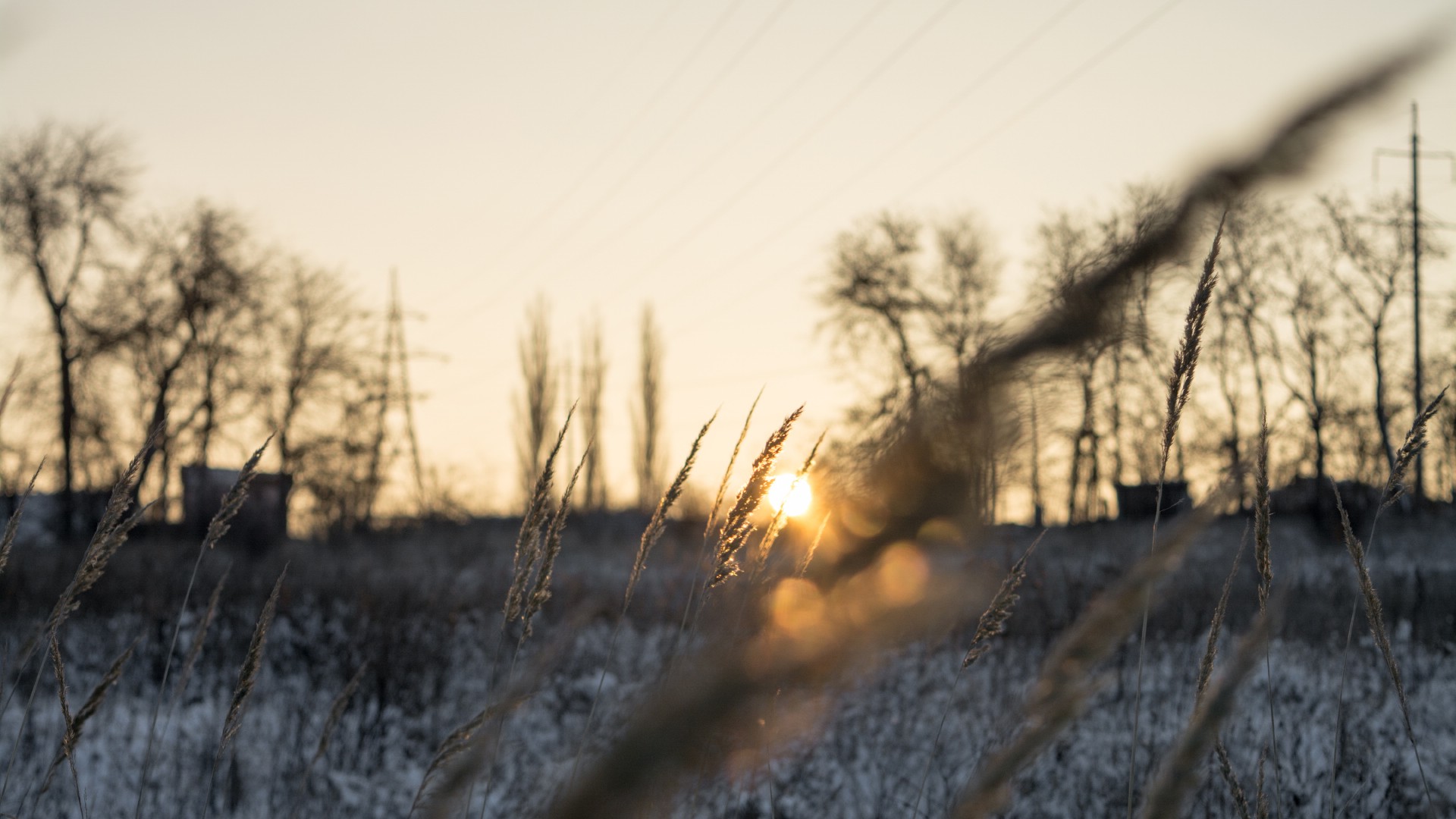 winter, Sunset, Spikelets, Landscape, Snow, Field, Depth Of Field Wallpaper