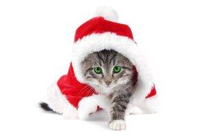 Christmas, Cat