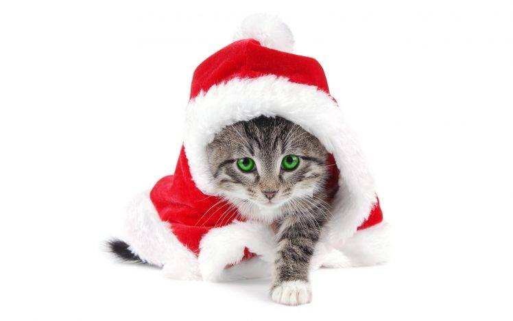 Christmas, Cat HD Wallpaper Desktop Background
