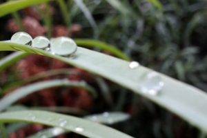 abstract, Plants, Water Drops