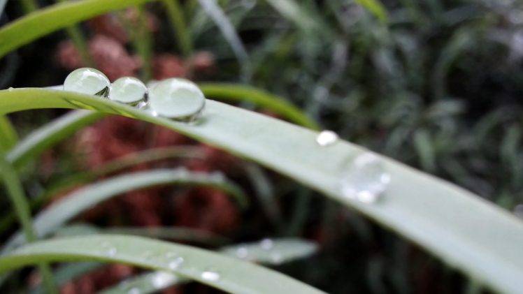 abstract, Plants, Water Drops HD Wallpaper Desktop Background