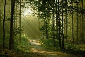 landscape, Nature, Anime, Trees, Forest, Path, Sun Rays, Dirt Road