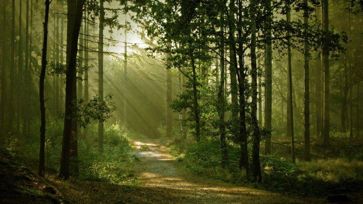 landscape, Nature, Anime, Trees, Forest, Path, Sun Rays, Dirt Road HD Wallpaper Desktop Background