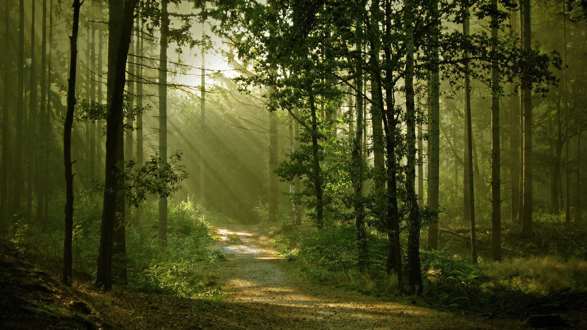 landscape, Nature, Anime, Trees, Forest, Path, Sun Rays, Dirt Road Wallpaper