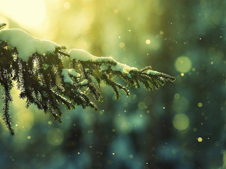 landscape, Nature, Trees, Snow, Winter HD Wallpaper Desktop Background