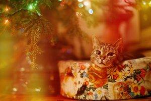 cat, Lights, Christmas