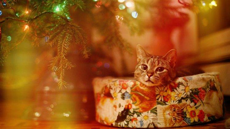 cat, Lights, Christmas HD Wallpaper Desktop Background