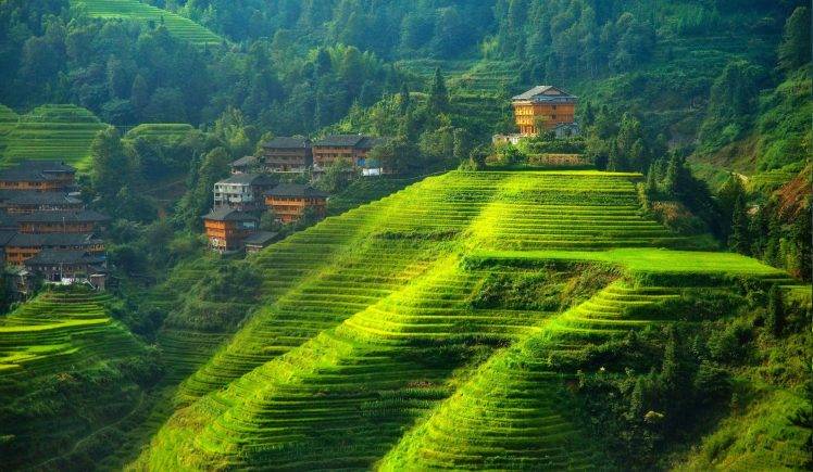 terraced Field, Landscape, Hill, China HD Wallpaper Desktop Background