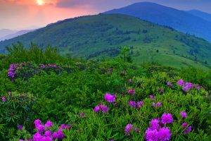 landscape, Flowers, Mountain, Purple Flowers