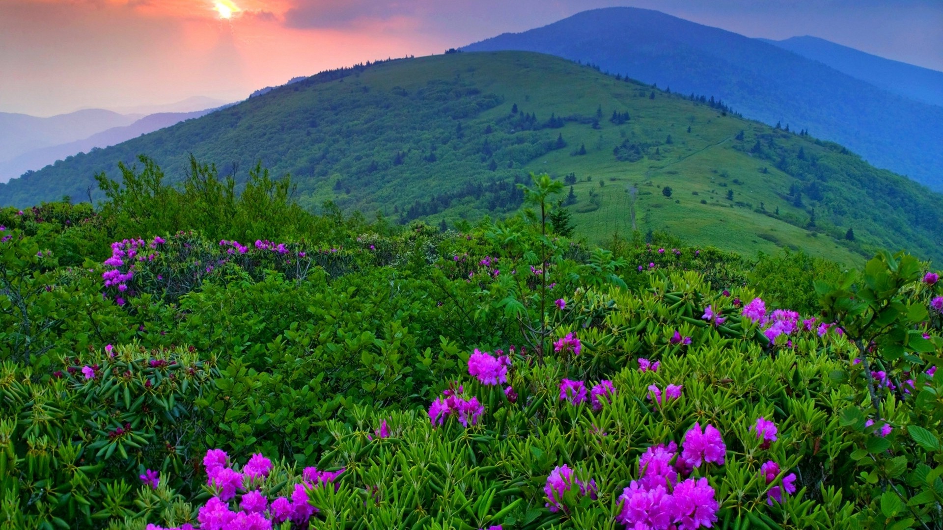 landscape, Flowers, Mountain, Purple Flowers Wallpaper