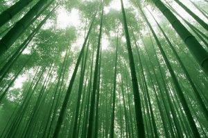 nature, Landscape, Bamboo