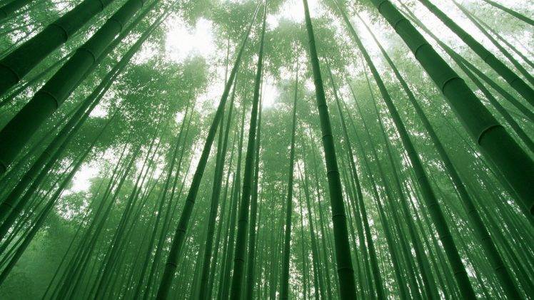 nature, Landscape, Bamboo HD Wallpaper Desktop Background
