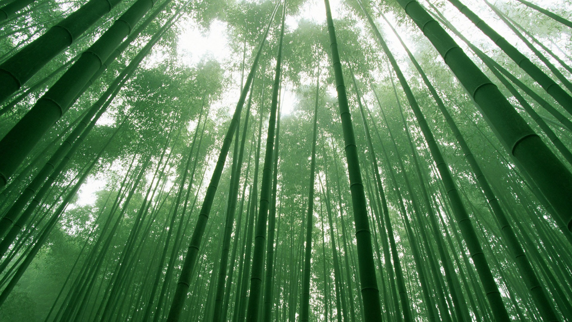 nature, Landscape, Bamboo Wallpaper
