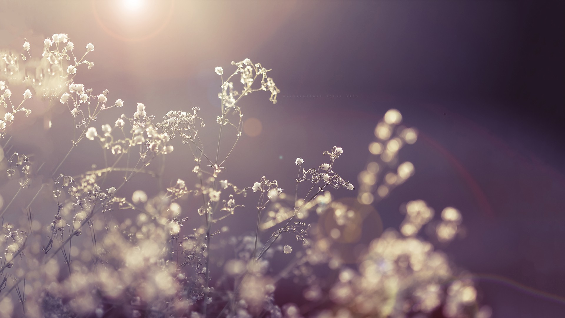 grass, Vintage, Plants, Macro Wallpaper