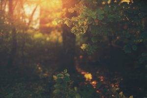 vintage, Forest, Leaves, Trees, Sunlight