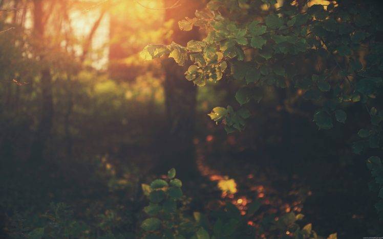 vintage, Forest, Leaves, Trees, Sunlight HD Wallpaper Desktop Background