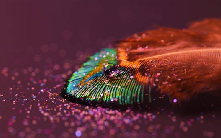 feathers, Abstract HD Wallpaper Desktop Background