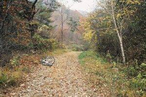 landscape, Forest, Path, Bicycle, Leaves, Dirt Road