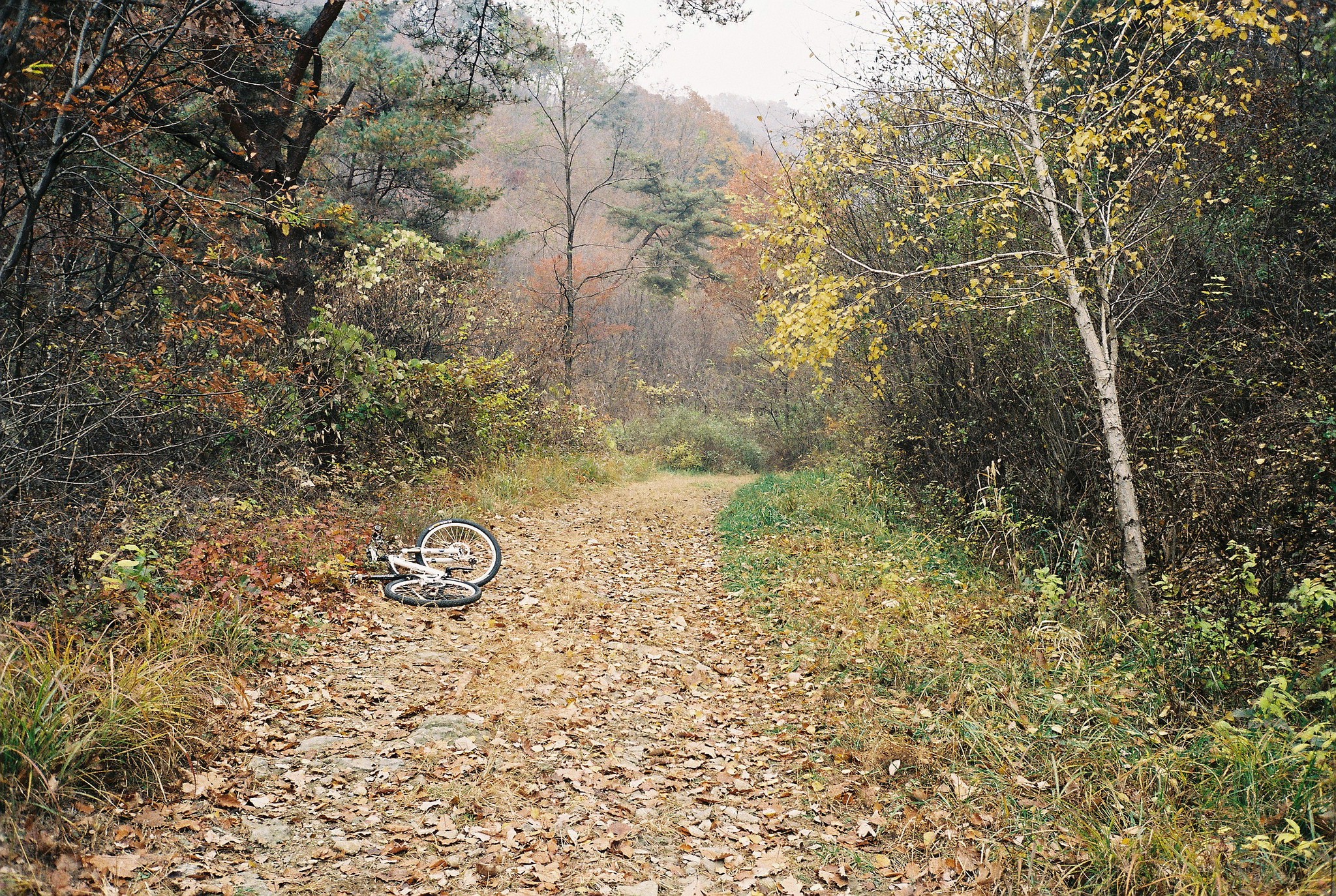 landscape, Forest, Path, Bicycle, Leaves, Dirt Road Wallpaper